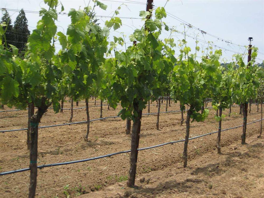 Doubletree By Hilton Sonoma Wine Country Rohnert Park